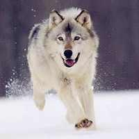 狼的照片 头像 可爱图片