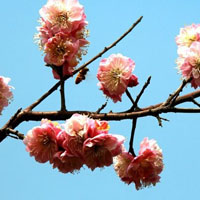 春意盎然杏花杏梅开了清新花朵头像
