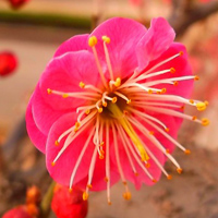 个性好看漂亮的迎春花头像图片