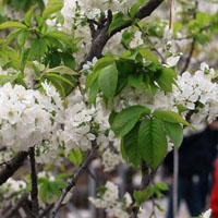 qq樱花飘落个性名片=樱花飘落个性名片在哪