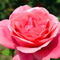 美艳动人蔷薇花头像图片