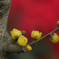 腊梅qq头像图片