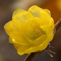 腊梅qq头像图片