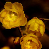 腊梅qq头像图片