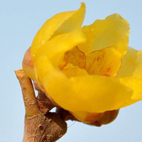 腊梅qq头像图片