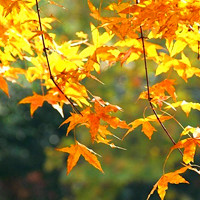 枫叶有情秋意浓浓qq枫叶头像
