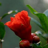 我拍的石榴花头像图片