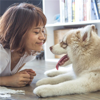 小狗和狗主人的头像