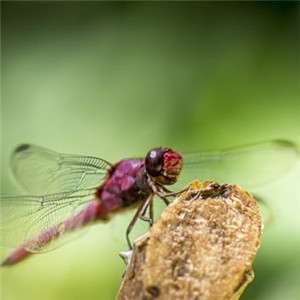 最稀有的蜻蜓头像
