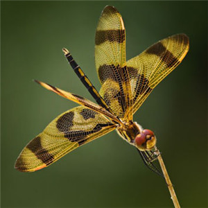 最稀有的蜻蜓头像