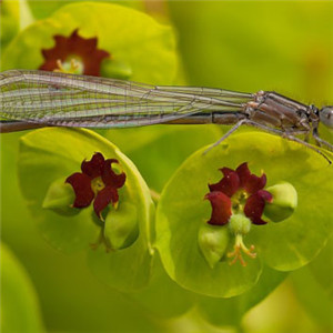 最稀有的蜻蜓头像