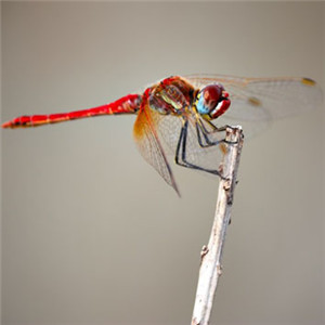 最稀有的蜻蜓头像