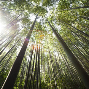 竹林風景頭像