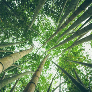 竹林风景头像