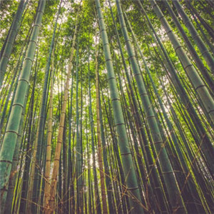 竹林风景头像