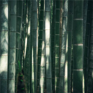 好看的竹子头像 山水图片