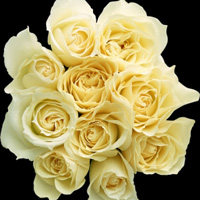 白玫瑰微信头像图片