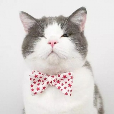 可爱猫咪情侣头像一对两张