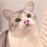 超萌猫咪情侣头像