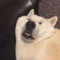 搞笑逗比动物情侣头像