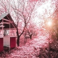 梦幻美丽樱花风景头像