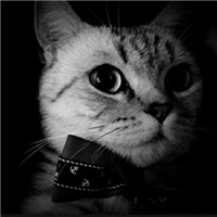 萌系猫咪可爱头像