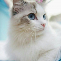 天然萌猫咪乖巧头像