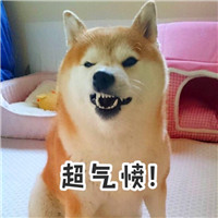 萌柴犬表情包头像