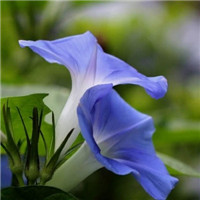 唯美清新植物头像