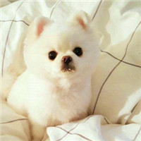 可爱博美简单头像