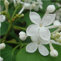 小清新唯美花卉头像