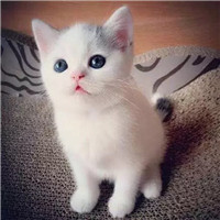 小奶猫头像高清图片