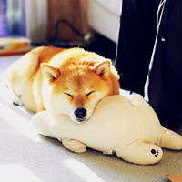 有趣呆萌小狗qq头像