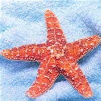 好看海星微博头像