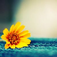 lomo小花空间头像