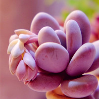 好看多肉绿植头像