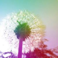 小小蒲公英头像