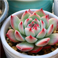 清新各色多肉头像