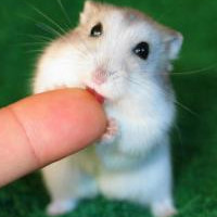 萌物小仓鼠头像图片,可爱头像图片