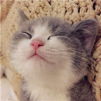 可爱萌猫ins头像