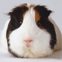 圆滚滚荷兰猪头像