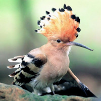 治愈系可爱小鸟头像