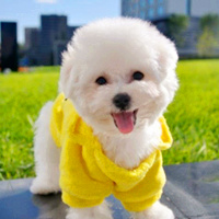 软萌棉花糖比熊犬头像