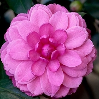 花团锦簇鲜花qq头像