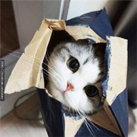 超萌小奶猫头像