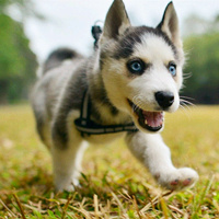 软萌狗宝宝个性头像