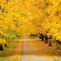 如画醉人秋景头像