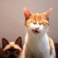 逗逼猫咪生活头像