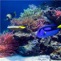 海底世界摄影头像