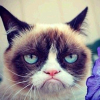 个性夸张猫咪头像